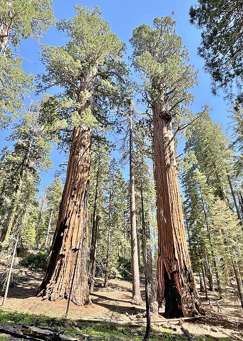 Sequoia National Forest